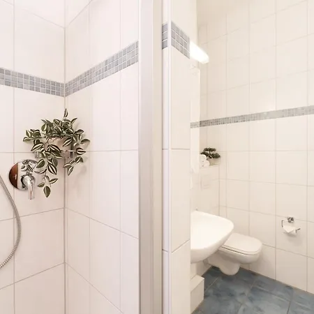 Belvedere Strandrose