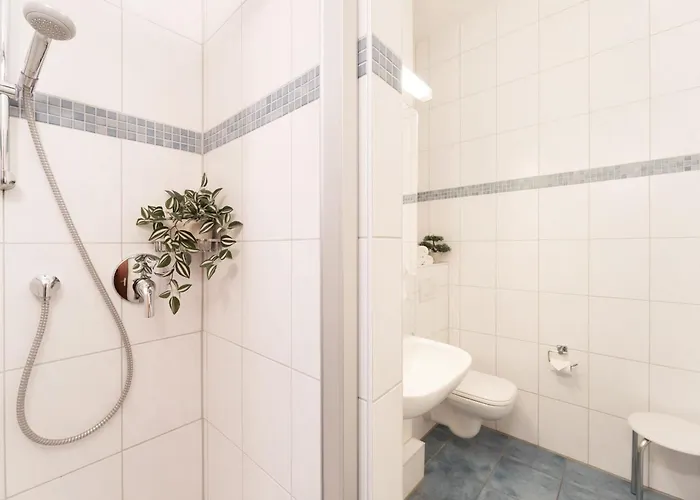 Belvedere Strandrose