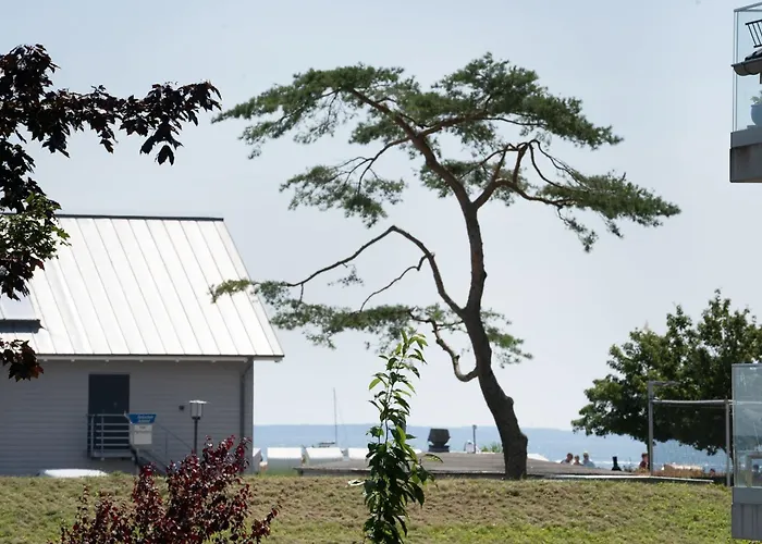 Belvedere Strandrose